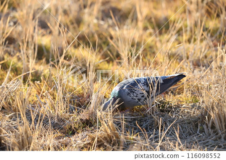 鴿子在稻田裡覓食 116098552