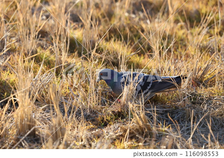 Pigeons feeding in the rice fields 116098553