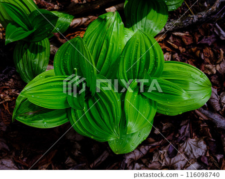Bright green leaves covered with morning dew Bright green leaves covered with morning dew 116098740