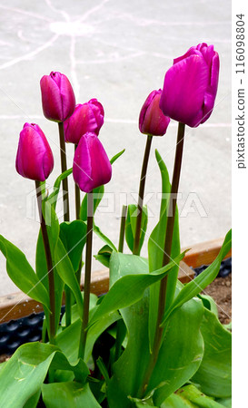Six Purple tulip flowers in full blooming in the garden. Beauty in nature Six Purple tulip flowers in full blooming in the garden. Beauty in nature 116098804