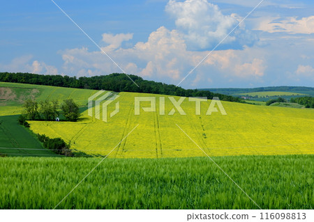 View of the Moravian steppe with a small chapel in a rapeseed field near Kyjov, South Moravia, Czech Republic, Central Europe 116098813