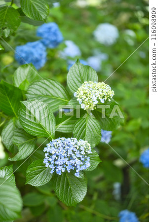 奈良縣八田寺的繡球花 116098909