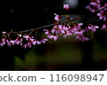 Cherry Blossoms	 116098947