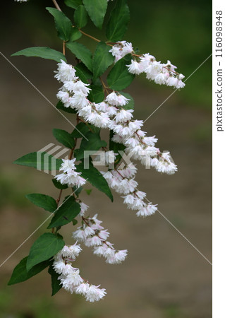 白百合花 116098948