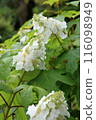 Flower of white Calyva hydrangea 116098949