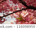 Early-blooming deep pink Kawazu cherry blossoms 116098950