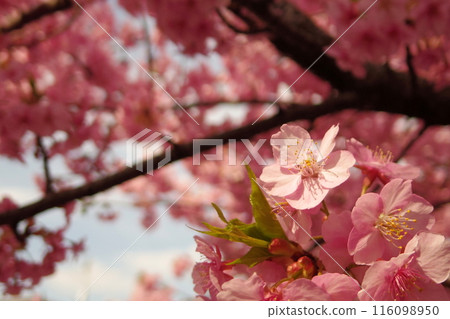 Early-blooming deep pink Kawazu cherry blossoms 116098950