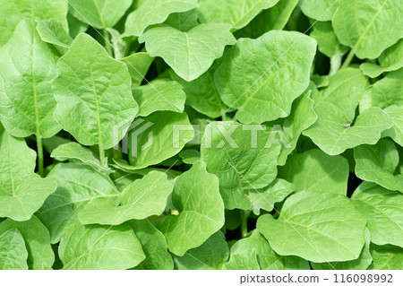 Organic farming, seedlings growing in greenhouse. 116098992