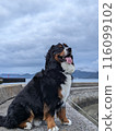 伯恩山犬凝視天空 116099102