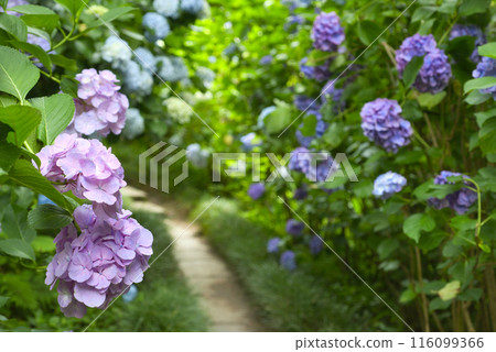 Hydrangeas at Yatadera Temple in Nara Prefecture 116099366