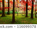 Autumn leaves and moss in a green garden 116099378