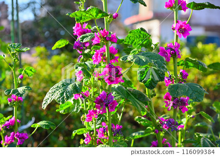 Purple-flowered mallow 116099384