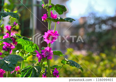 Purple-flowered mallow 116099401