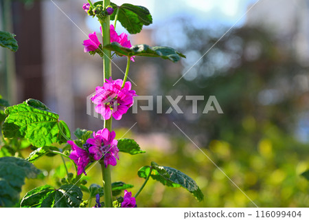 骨髓與紫色的花朵 116099404