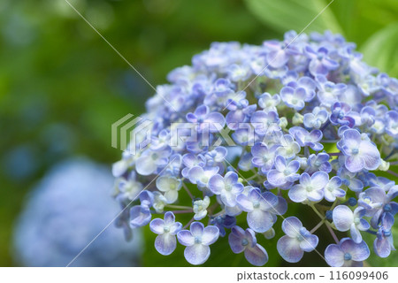Hydrangeas at Yatadera Temple in Nara Prefecture 116099406