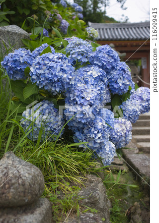 奈良縣八田寺的繡球花 奈良縣八田寺的繡球花 116099415