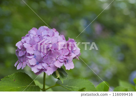 奈良縣八田寺的繡球花 奈良縣八田寺的繡球花 116099416