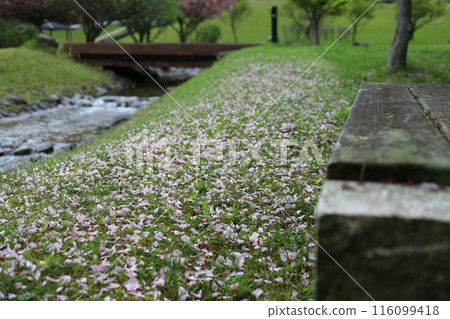櫻花的風景 櫻花的風景 116099418