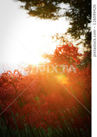 A sunrise scene of red spider lilies photographed early in the morning at Kuhonji Temple in Nara Prefecture A sunrise scene of red spider lilies photographed early in the morning at Kuhonji Temple in Nara Prefecture 116099426