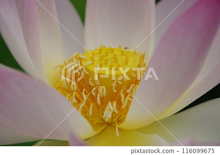 Lotus flower  116099675