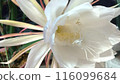 月美花特寫 116099684