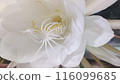 白月美人花 116099685