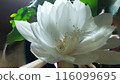 白月美人花 116099695