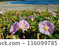 Close-up of simple beach evening primrose flowers blooming on a sandy beach against the blue sea 116099785