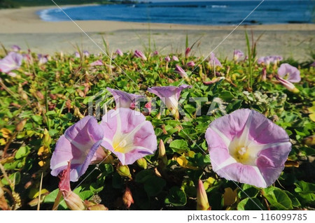 Close-up of simple beach evening primrose flowers blooming on a sandy beach against the blue sea 116099785