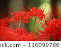Close-up of a red spider lily lit by sunlight 116099786