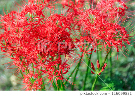 群孤挺花特寫鏡頭 群孤挺花特寫鏡頭 116099881