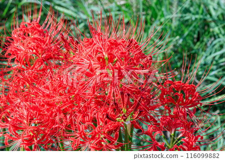 紅蜘蛛百合鳥瞰圖 紅蜘蛛百合鳥瞰圖 116099882