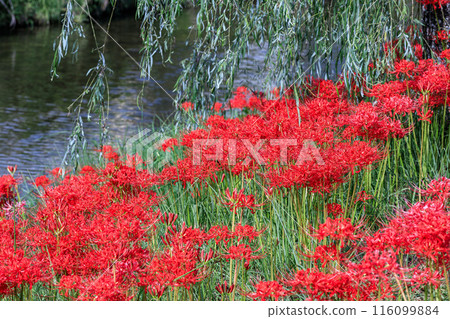 柳樹下盛開的紅蜘蛛百合 116099884