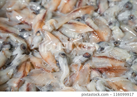 螢火蟲魷魚 116099917