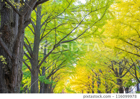 Ginkgo trees starting to turn yellow 116099978