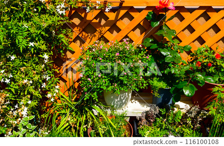 充滿植物的綠色花園 充滿植物的綠色花園 116100108