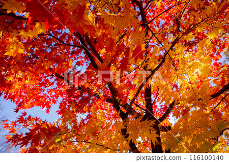 Leaves of autumn leaves maple leaves Leaves of autumn leaves maple leaves 116100140