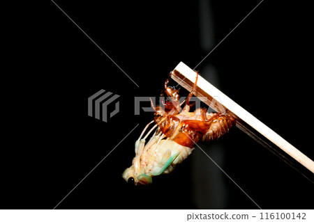 Shedding of cicadas 116100142