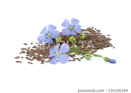 Blue flax blossom and seeds over white background Blue flax blossom and seeds over white background 116100164