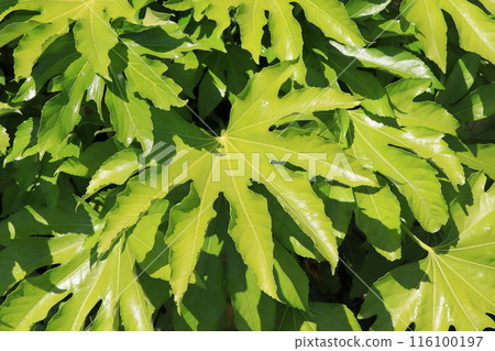 然而離開了 116100197