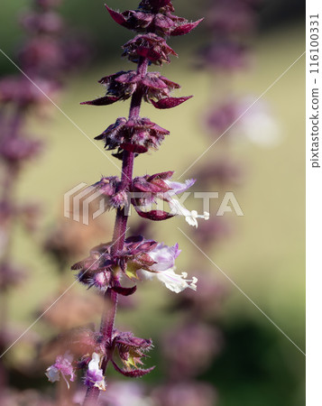 Red-purple flowers of Basil cinnamon 116100331