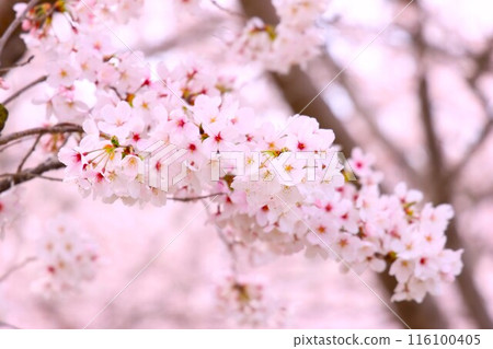 佐倉（大阪府交野市） 116100405