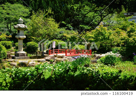 Iris, red bridge and stone lantern 116100419