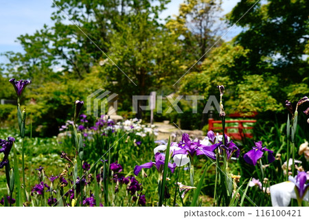 Irises and the vermilion bridge at Togyo Pond 116100421