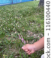Children's hand picking flowers 116100440