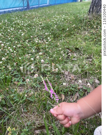 Children's hand picking flowers 116100440