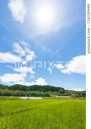 碩果累累的稻田和藍天（大分縣武田市） 116100449