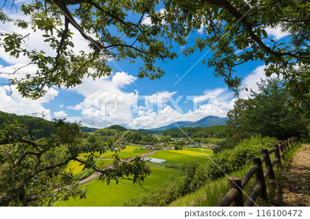 碩果累累的稻田和藍天(大分縣武田市) 碩果累累的稻田和藍天(大分縣武田市) 116100472
