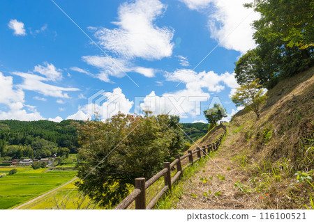 View from the hill and ripe rice fields (Taketa City, Oita Prefecture) 116100521