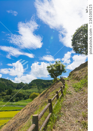 View from the hill and ripe rice fields (Taketa City, Oita Prefecture) 116100525